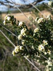 Phylica ericoides ericoides