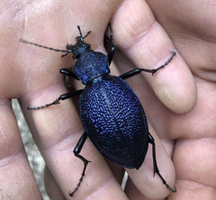 Carabus scabrosus
