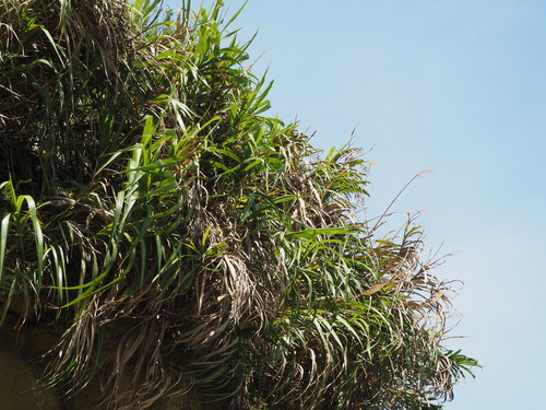 Image of Miscanthus floridulus by no rights reserved