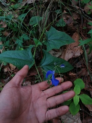 Salvia vitifolia