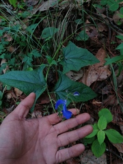 Salvia vitifolia