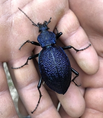 Carabus scabrosus