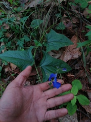 Salvia vitifolia