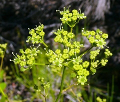 Anginon difforme