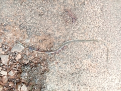 Dendrelaphis chairecacos