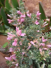 Indigofera brachystachya