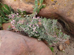 Indigofera brachystachya