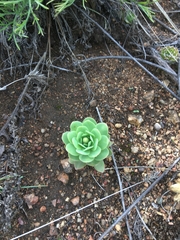 Orostachys malacophylla