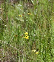 Coreopsis linifolia