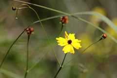 Coreopsis linifolia