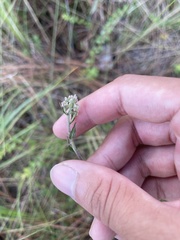 Eupatorium pilosum