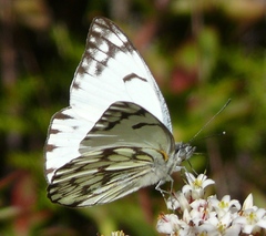 Belenois gidica abyssinica