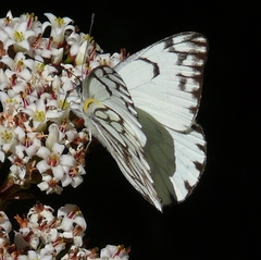 Belenois gidica abyssinica