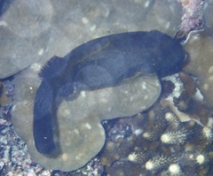 Amanses scopas