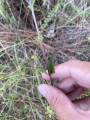 Eupatorium pilosum