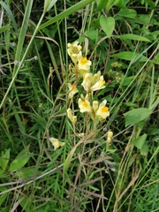 Linaria vulgaris