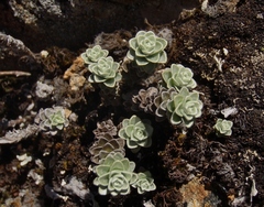 Leucogenes grandiceps