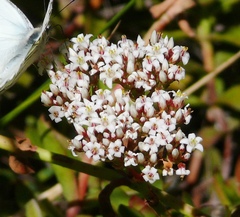 Crassula rubricaulis