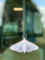 Diaphania costata
