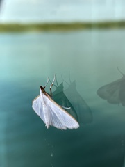 Diaphania costata