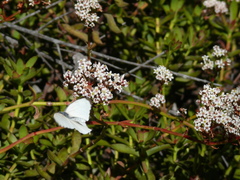 Crassula rubricaulis