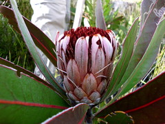 Protea lorifolia