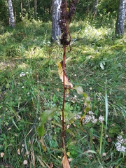 Rumex pseudonatronatus