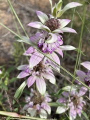 Monarda humilis
