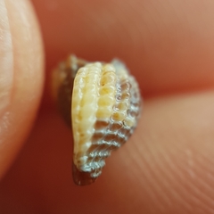 Raphitoma purpurea
