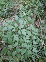 Peucedanum oreoselinum