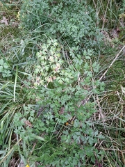 Peucedanum oreoselinum