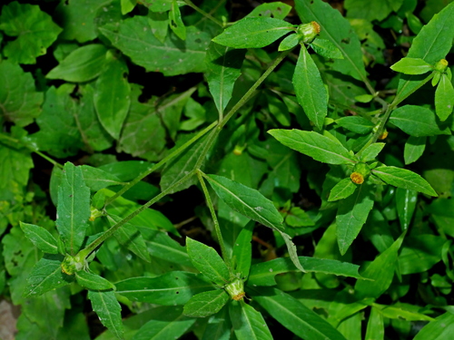 Carpesium divaricatum iNat (2)