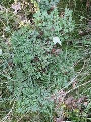 Peucedanum oreoselinum