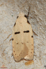 Stibaromacha ratella