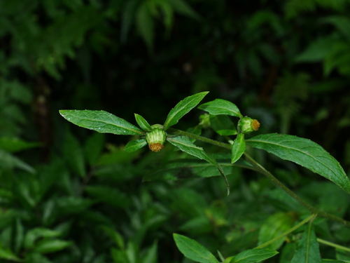 Image of Carpesium divaricatum by (c) Jacy Chen, some rights reserved (CC BY)