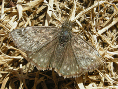 Erynnis afranius
