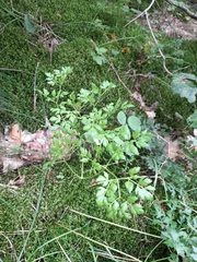 Peucedanum oreoselinum