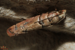 Blastesthia tessulatana