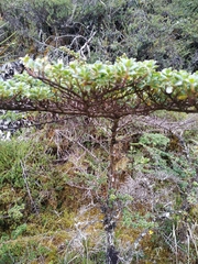 Escallonia myrtilloides