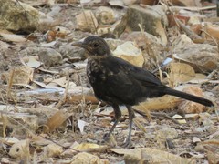 Turdus merula mauritanicus