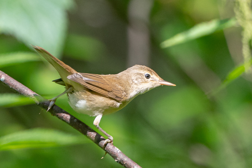 Blyth's Reed Warbler