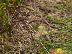 Physospermum cornubiense