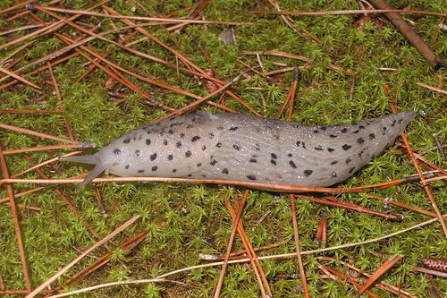Conemenos' Slug