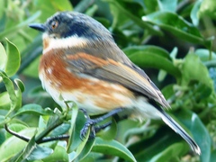 Batis capensis capensis