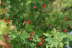 Viburnum opulus