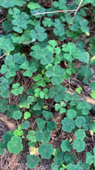 Oxalis