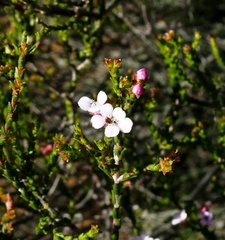 Euchaetis albertiniana