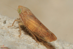 Synophropsis lauri