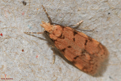 Symmoca tofosella