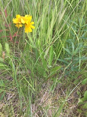 Arnica chamissonis